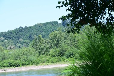 Nehir manzarası ve yaz parkında yeşil ağaçlar.