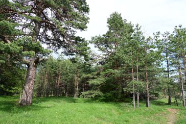 Dağlardaki çam ormanı