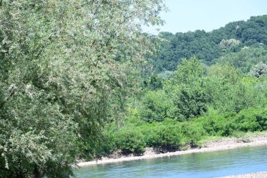 Nehir manzarası ve yaz parkında yeşil ağaçlar.