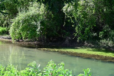 Nehir manzarası ve yaz parkında yeşil ağaçlar.