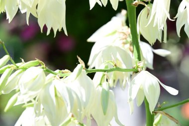 Güzel beyaz çiçekler yaz bahçesinde