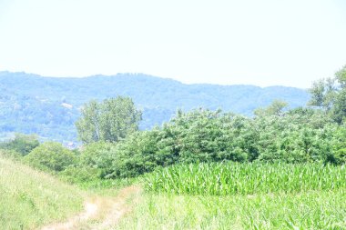 Parktaki toprak yolda büyüyen yeşil ağaçlarla güneşli bir manzara.