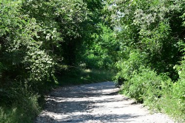 Parktaki toprak yolda büyüyen yeşil ağaçlarla güneşli bir manzara.