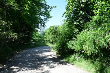 Parktaki toprak yolda büyüyen yeşil ağaçlarla güneşli bir manzara.