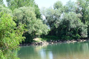 Güzel nehir manzarası ve yaz ormanlarında yeşil ağaçlar.