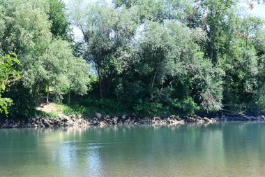 Güzel nehir manzarası ve yaz ormanlarında yeşil ağaçlar.