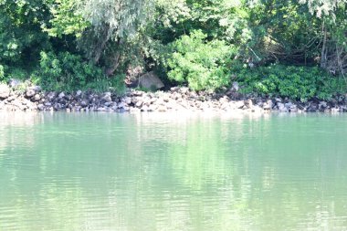 Güzel nehir manzarası ve yaz ormanlarında yeşil ağaçlar.