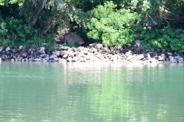 Güzel nehir manzarası ve yaz ormanlarında yeşil ağaçlar.