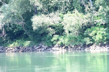 Güzel nehir manzarası ve yaz ormanlarında yeşil ağaçlar.