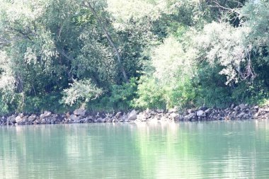 Güzel nehir manzarası ve yaz ormanlarında yeşil ağaçlar.