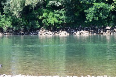 Güzel nehir manzarası ve yaz ormanlarında yeşil ağaçlar.