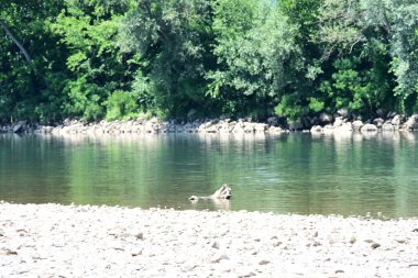 Güzel nehir manzarası ve yaz ormanlarında yeşil ağaçlar.