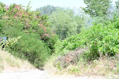 Parktaki toprak yolda büyüyen yeşil ağaçlarla güneşli bir manzara.