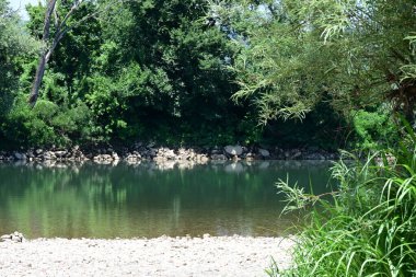 Güzel nehir manzarası ve yaz ormanlarında yeşil ağaçlar.