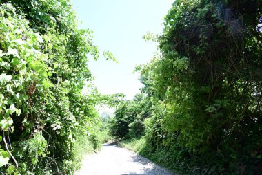 Parktaki toprak yolda büyüyen yeşil ağaçlarla güneşli bir manzara.