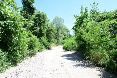 Parktaki toprak yolda büyüyen yeşil ağaçlarla güneşli bir manzara.