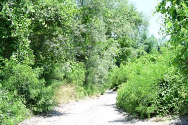 Parktaki toprak yolda büyüyen yeşil ağaçlarla güneşli bir manzara.