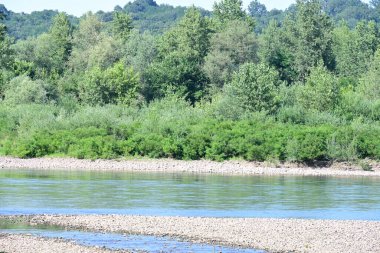 Güzel nehir manzarası ve yaz ormanlarında yeşil ağaçlar.