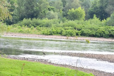 Güzel nehir manzarası ve yaz ormanlarında yeşil ağaçlar.