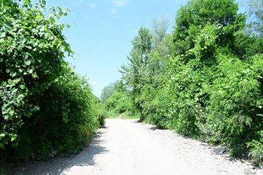 Parktaki toprak yolda büyüyen yeşil ağaçlarla güneşli bir manzara.