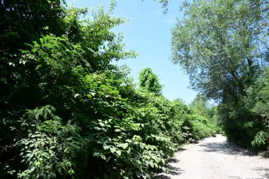 Parktaki toprak yolda büyüyen yeşil ağaçlarla güneşli bir manzara.