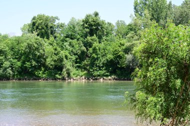 Güzel nehir manzarası ve yaz ormanlarında yeşil ağaçlar.
