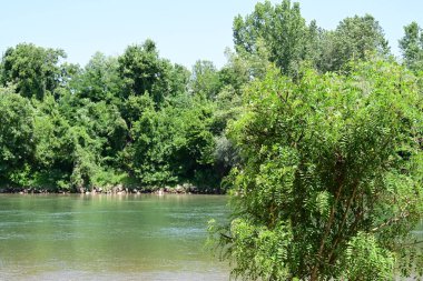 Güzel nehir manzarası ve yaz ormanlarında yeşil ağaçlar.
