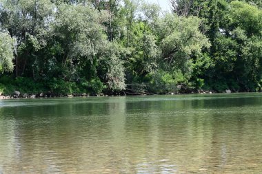 Güzel nehir manzarası ve yaz ormanlarında yeşil ağaçlar.