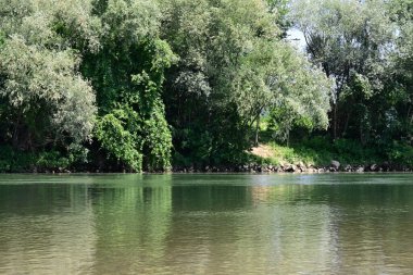 Güzel nehir manzarası ve yaz ormanlarında yeşil ağaçlar.