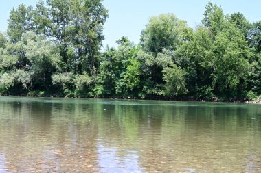 Güzel nehir manzarası ve yaz ormanlarında yeşil ağaçlar.