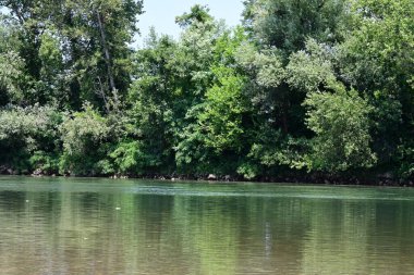 Güzel nehir manzarası ve yaz ormanlarında yeşil ağaçlar.