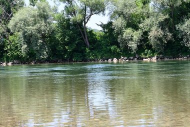 Güzel nehir manzarası ve yaz ormanlarında yeşil ağaçlar.