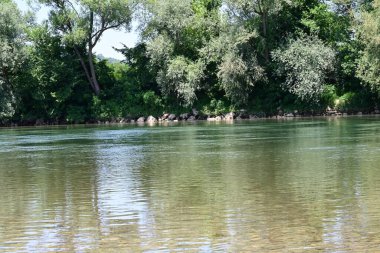 Güzel nehir manzarası ve yaz ormanlarında yeşil ağaçlar.