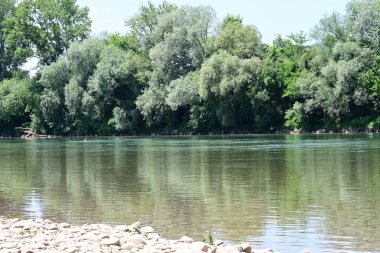 Güzel nehir manzarası ve yaz ormanlarında yeşil ağaçlar.