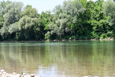 Güzel nehir manzarası ve yaz ormanlarında yeşil ağaçlar.