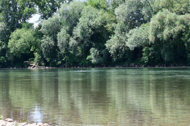 Güzel nehir manzarası ve yaz ormanlarında yeşil ağaçlar.