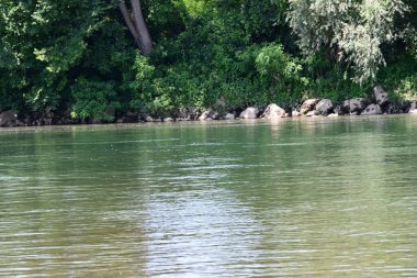 Güzel nehir manzarası ve yaz ormanlarında yeşil ağaçlar.