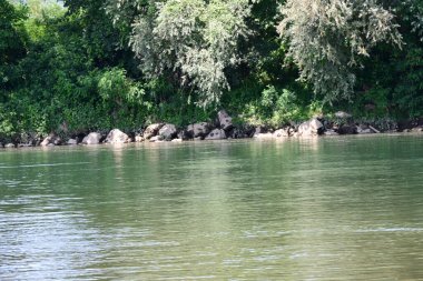 Güzel nehir manzarası ve yaz ormanlarında yeşil ağaçlar.
