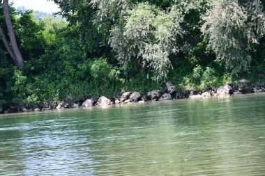 Güzel nehir manzarası ve yaz ormanlarında yeşil ağaçlar.