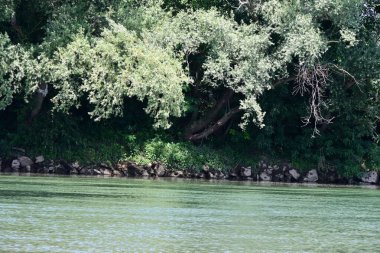 Güzel nehir manzarası ve yaz ormanlarında yeşil ağaçlar.