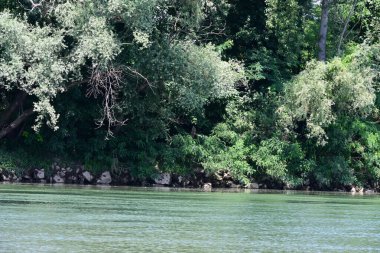 Güzel nehir manzarası ve yaz ormanlarında yeşil ağaçlar.