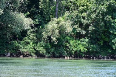 Güzel nehir manzarası ve yaz ormanlarında yeşil ağaçlar.