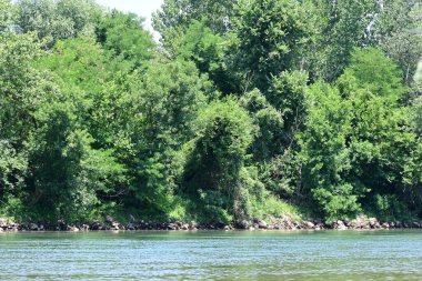 Güzel nehir manzarası ve yaz ormanlarında yeşil ağaçlar.