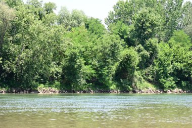 Güzel nehir manzarası ve yaz ormanlarında yeşil ağaçlar.
