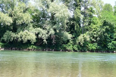 Güzel nehir manzarası ve yaz ormanlarında yeşil ağaçlar.