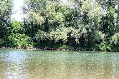 Güzel nehir manzarası ve yaz ormanlarında yeşil ağaçlar.