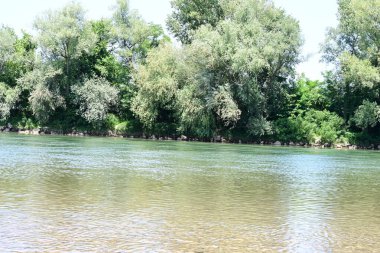 Güzel nehir manzarası ve yaz ormanlarında yeşil ağaçlar.