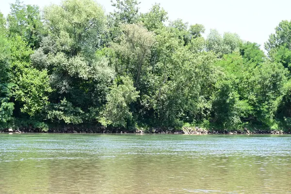 Güzel nehir manzarası ve yaz ormanlarında yeşil ağaçlar.