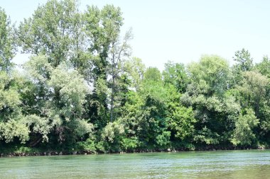 Güzel nehir manzarası ve yaz ormanlarında yeşil ağaçlar.