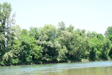 Güzel nehir manzarası ve yaz ormanlarında yeşil ağaçlar.